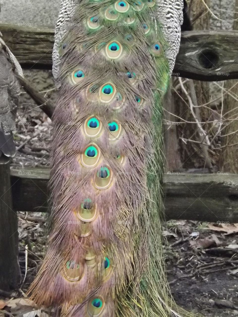 peacock tail. feathers of a peacock at the detroit zoo