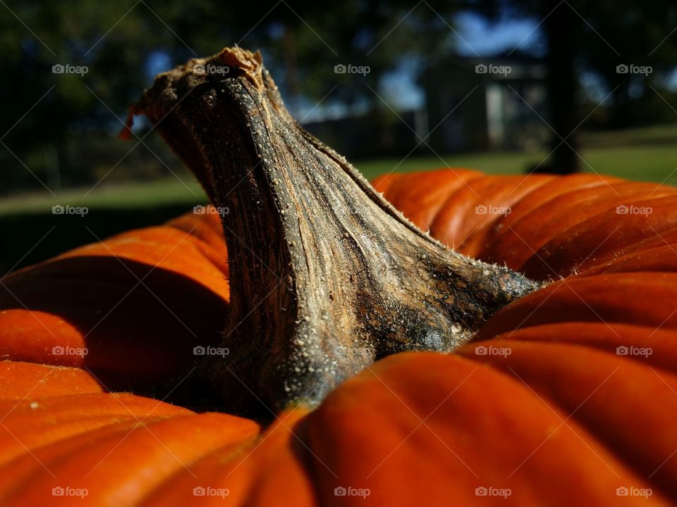 Pumpkin Top