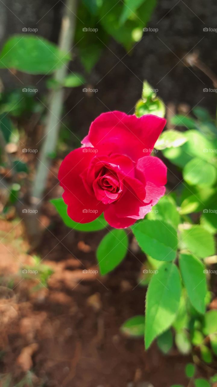 Beautiful Rose, Red Rose, Natural Photography, Original Content