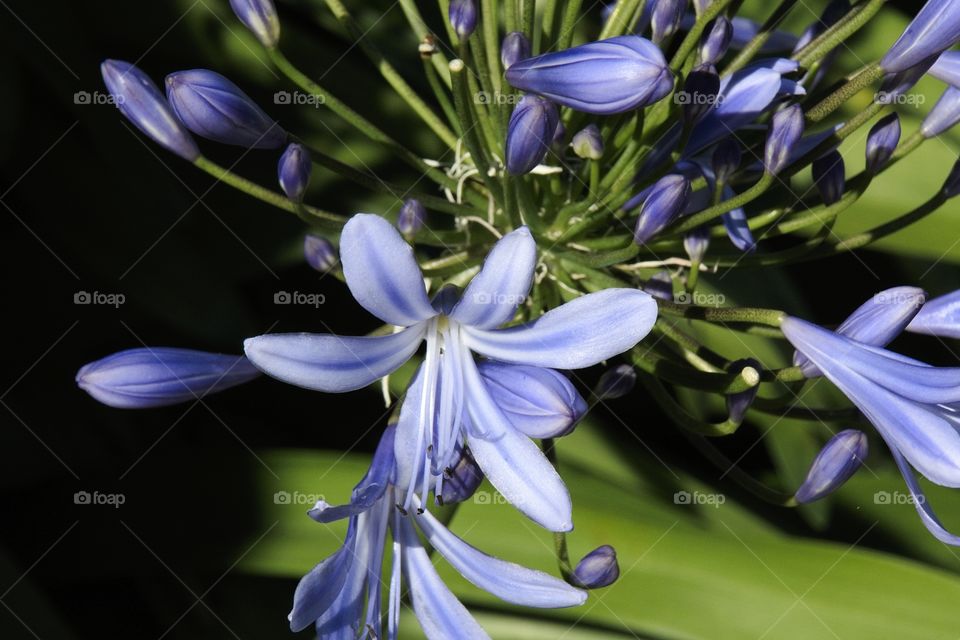 flowers in the garden