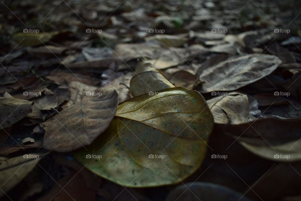 The leaves are falling