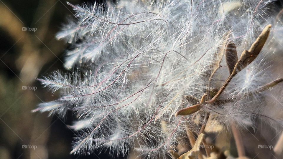 Dry Flowers