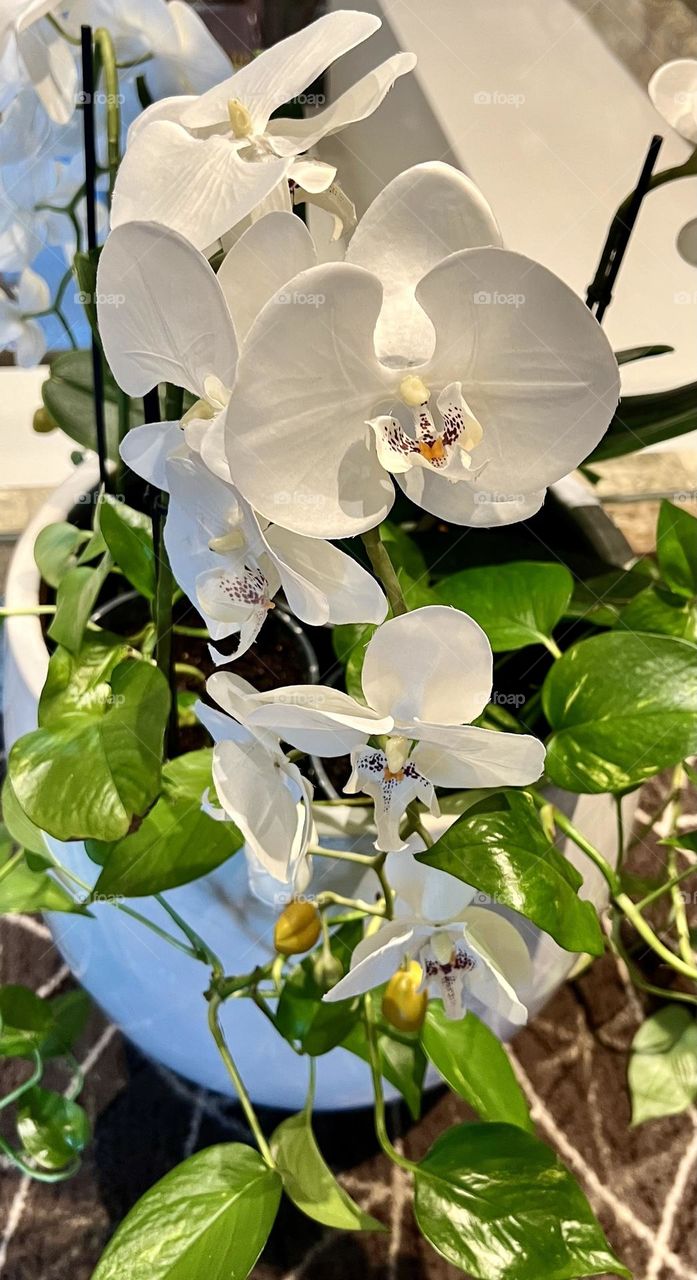 Phalaenopsis Aphrodite is an epiphytic herbaceous plant of the Orchidaceae family. Named after the goddess of love Aphrodite. Orchid