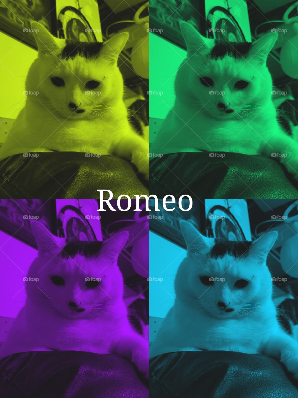 Our friend Romeo