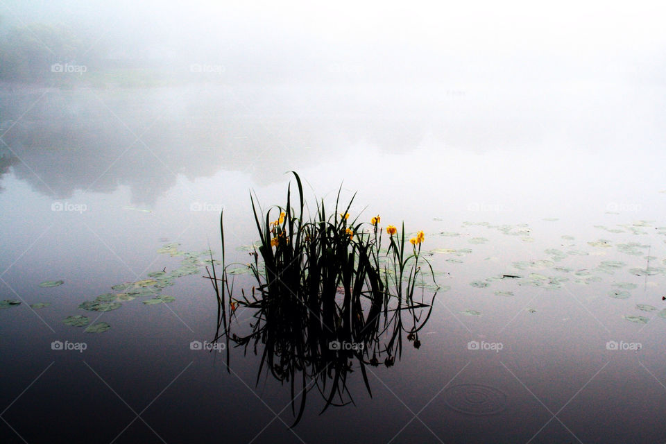 sweden yellow nature flower by hyperr
