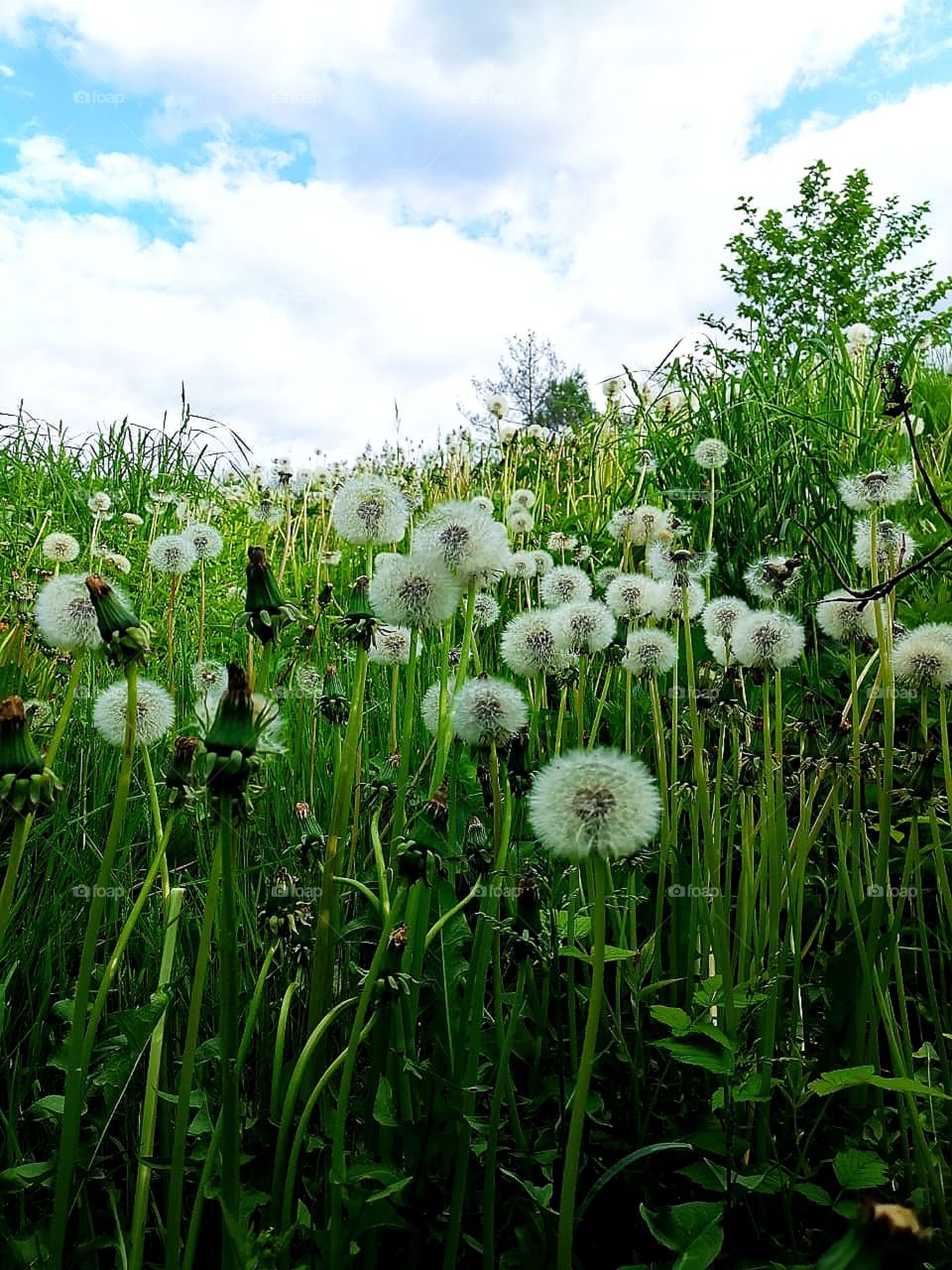 Field of white dandelions on a background of green grass