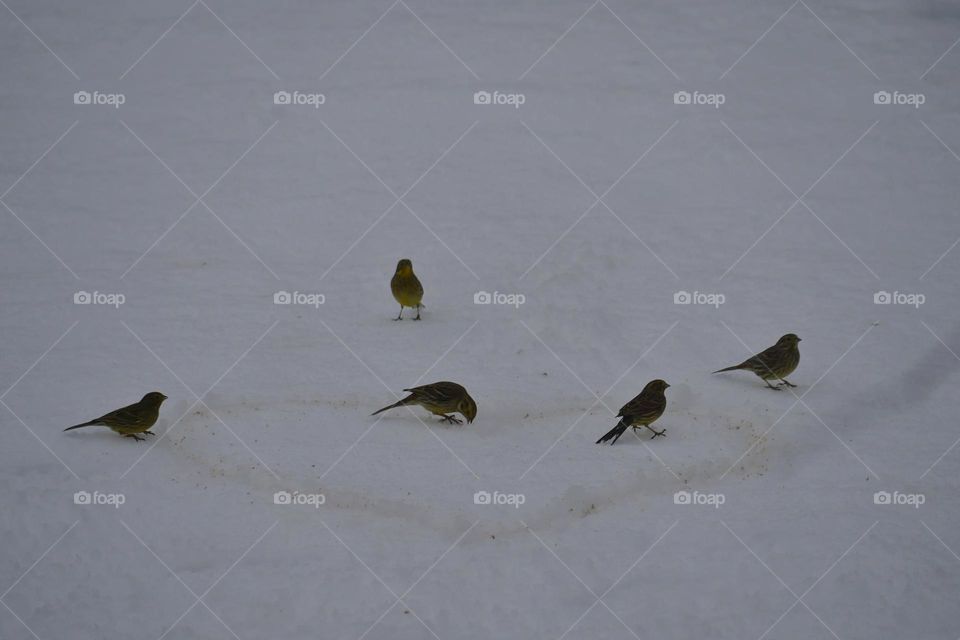 Group of yellowhammer birds