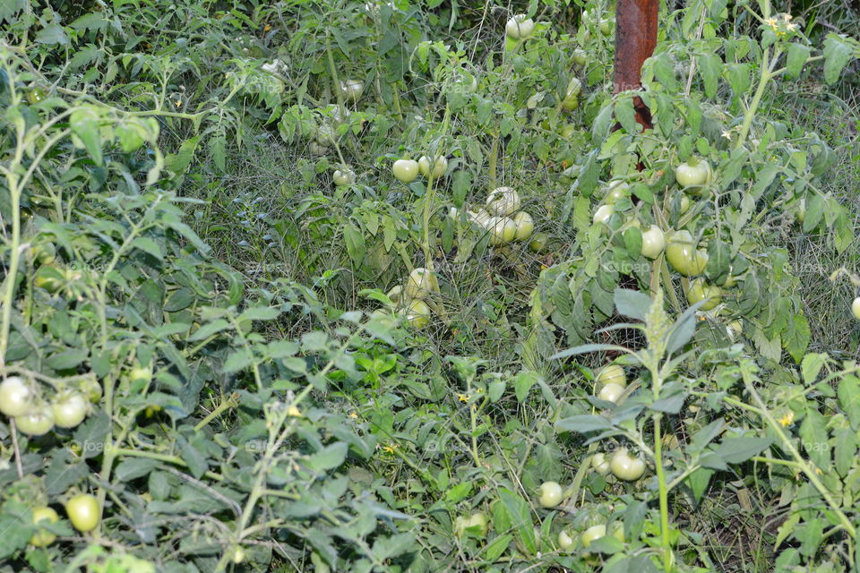 August Tomatoes were perfectly mastered in the shade of grass ...