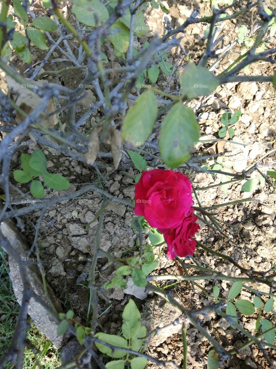 beautiful red Rose