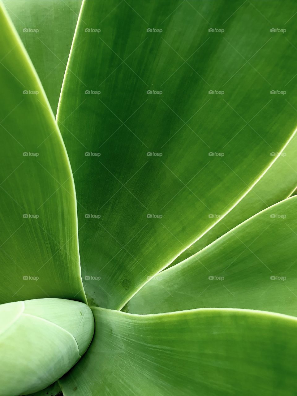 Agave