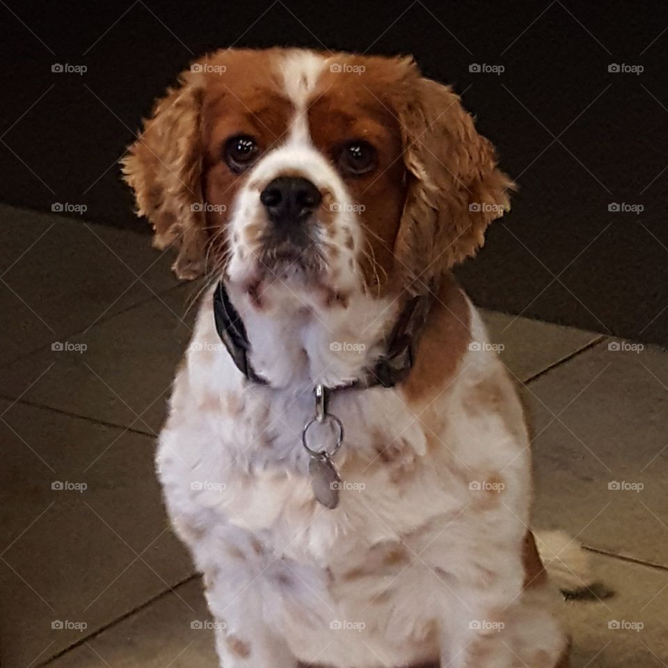 King Charles cavalier