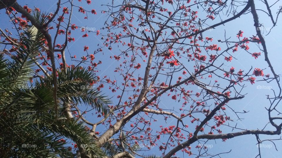 A beautiful scene of flowers tree in the forest.