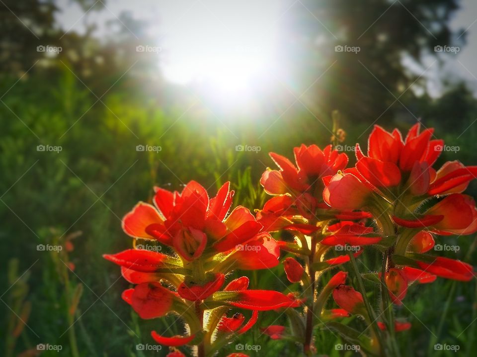 Three Indian Paintbrush wildflowers in the sun glorious mother nature