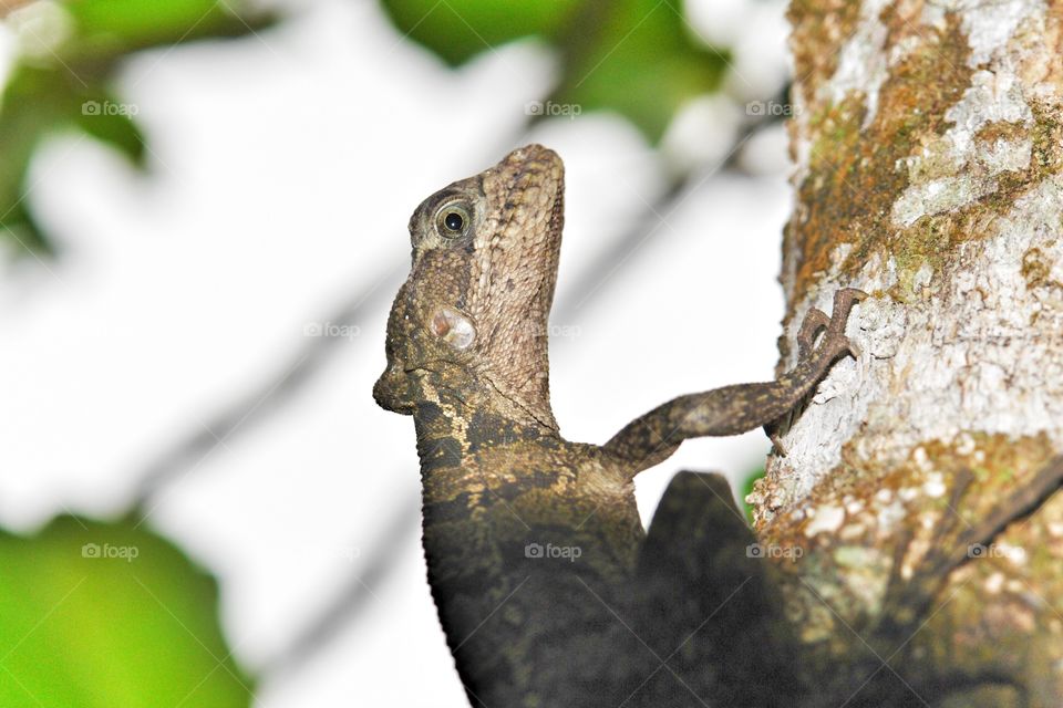 Basilisk Lizard, Panama. Basilisk Lizard, Panama