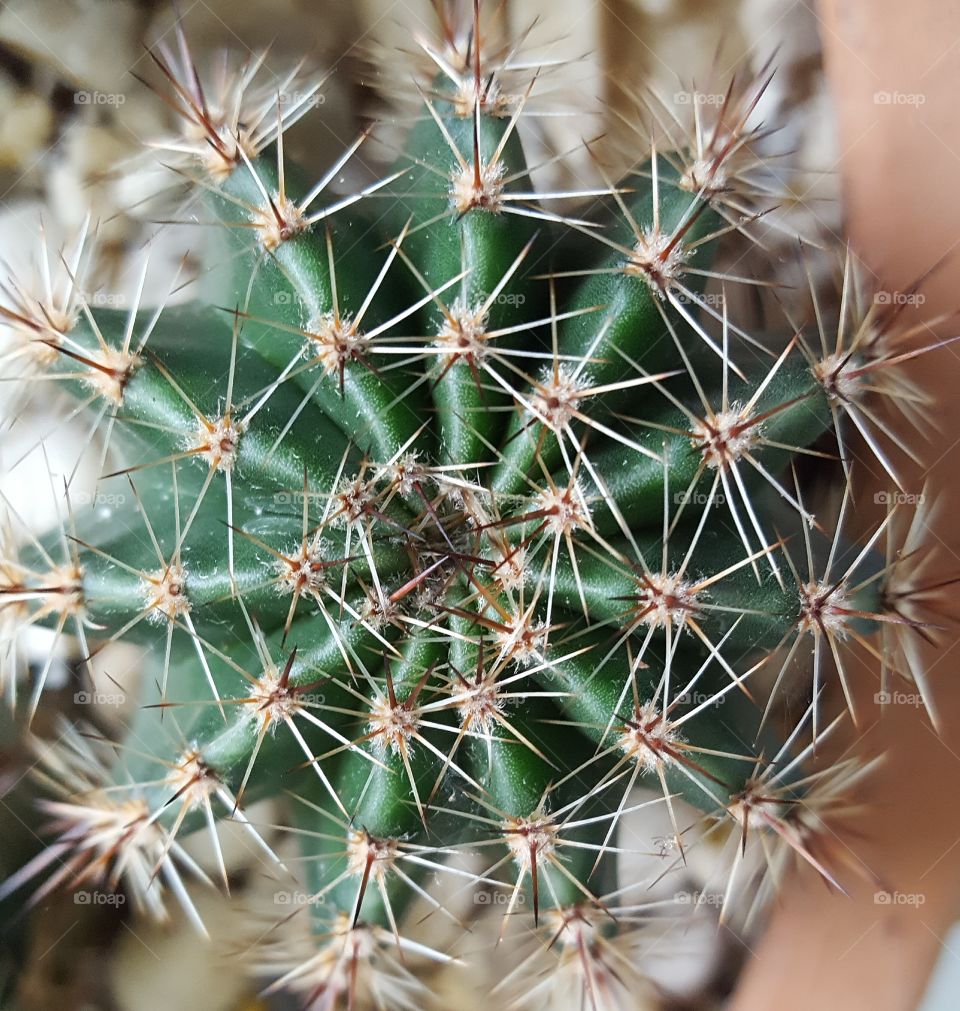 cactus