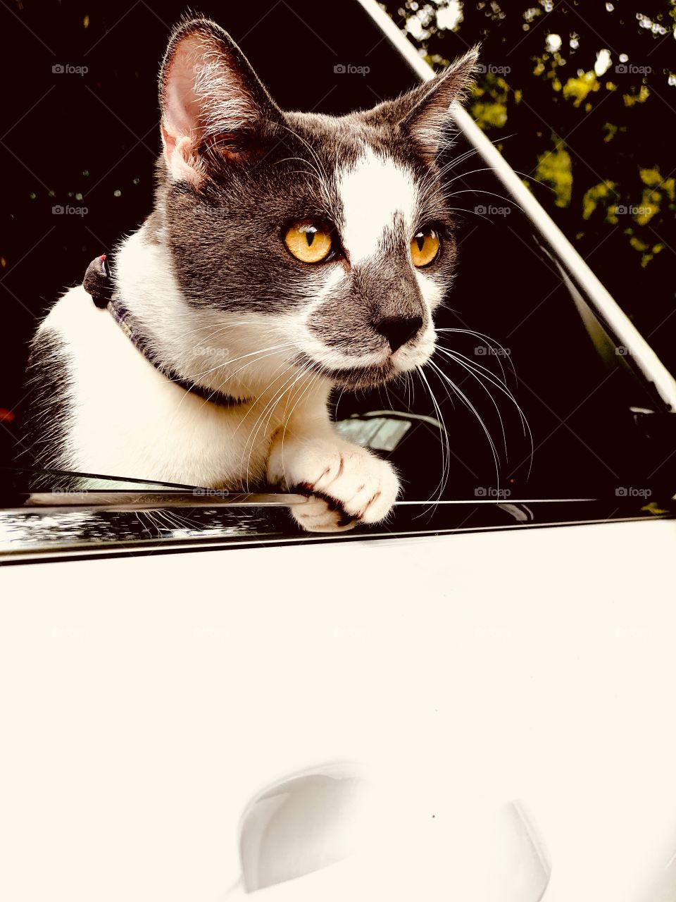 Cat on the road with bright yellow eyes 