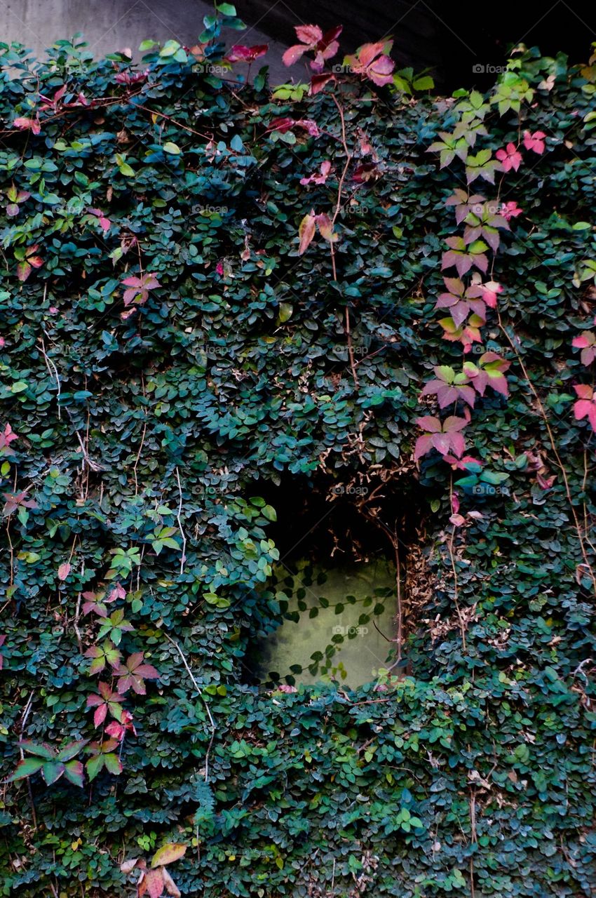 In love with the wall covering a window