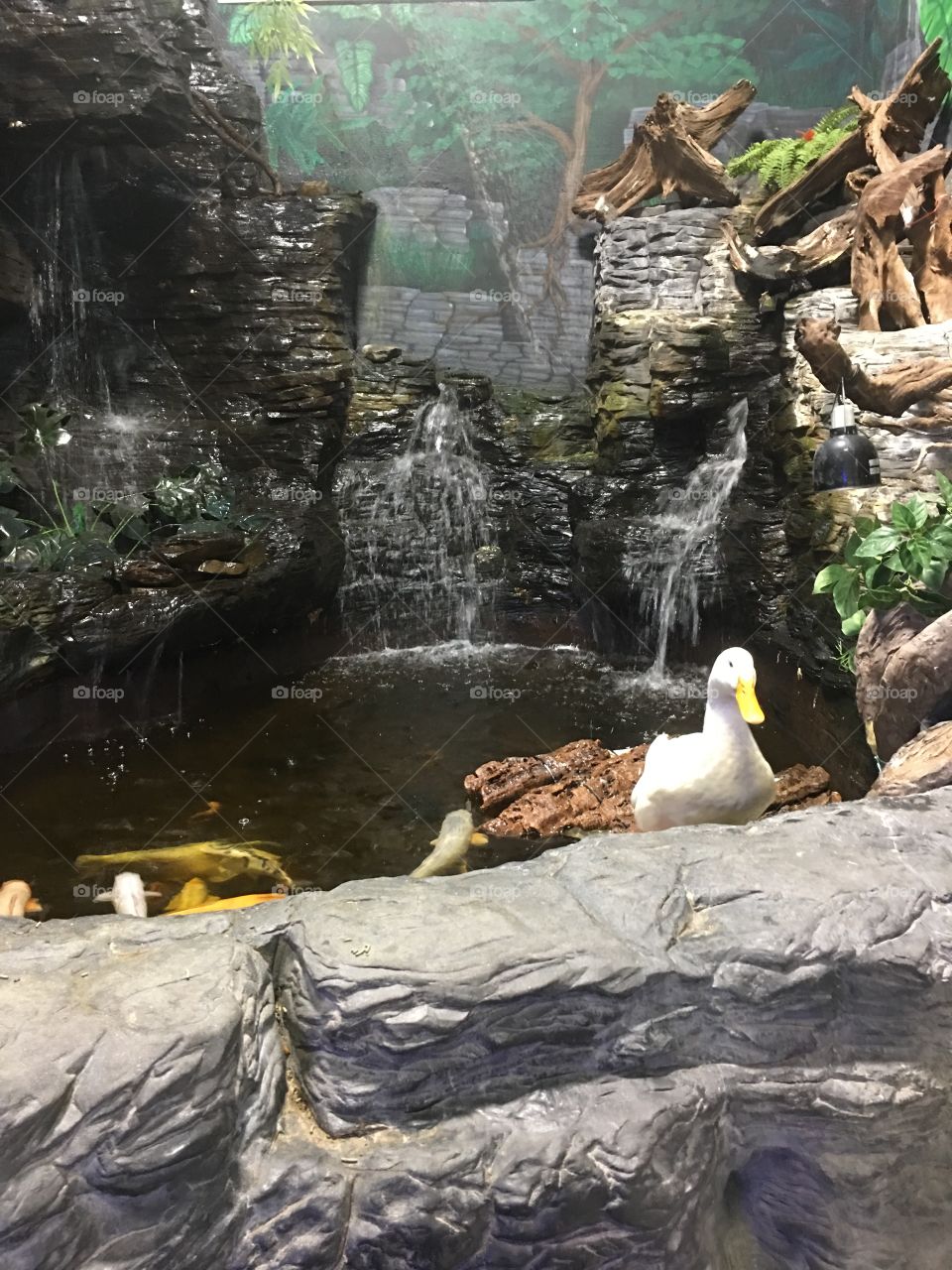 Duck in a koi pond 