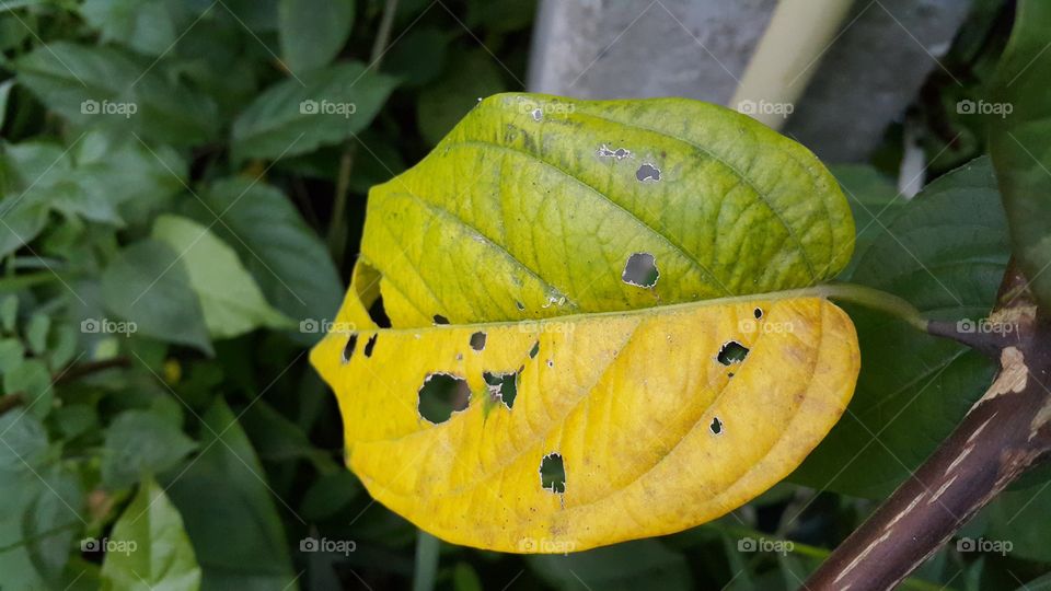 Two tone leaf