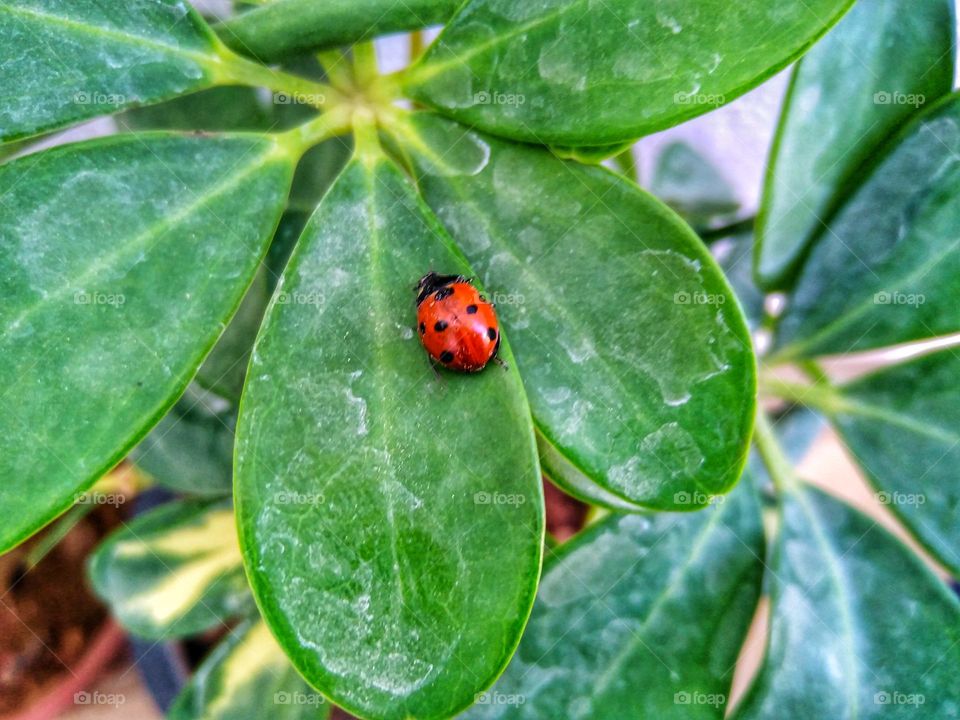 Ladybug on a plant