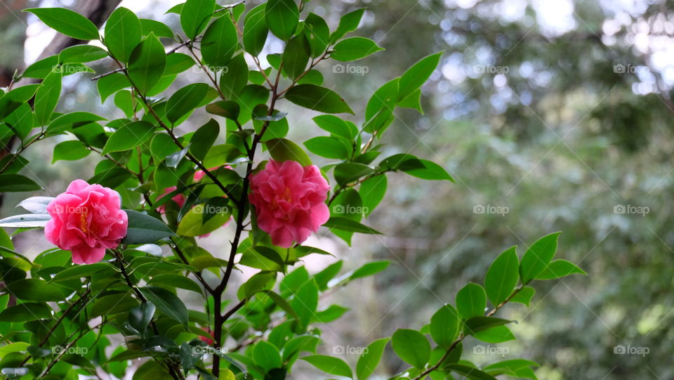 Plants with large blossoms