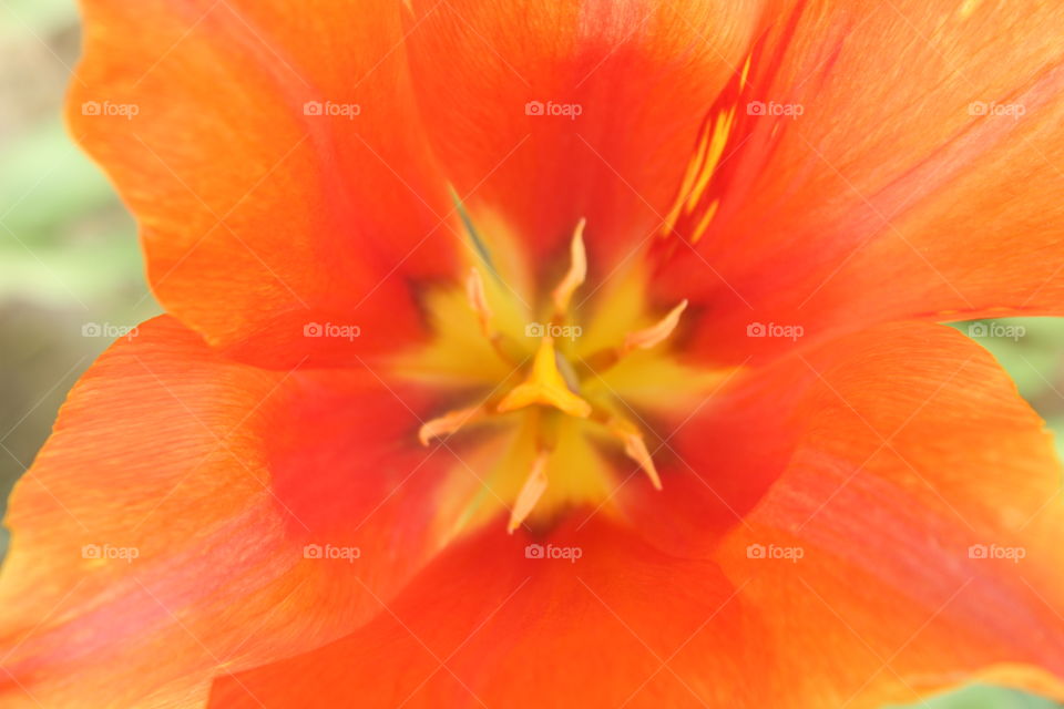 Macro tulip shot
