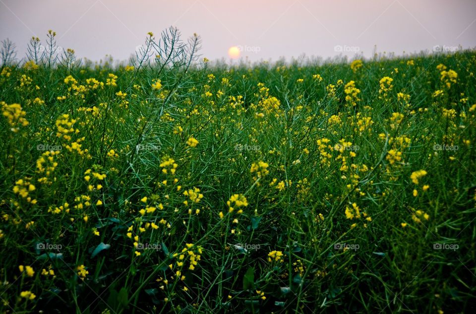 Canola