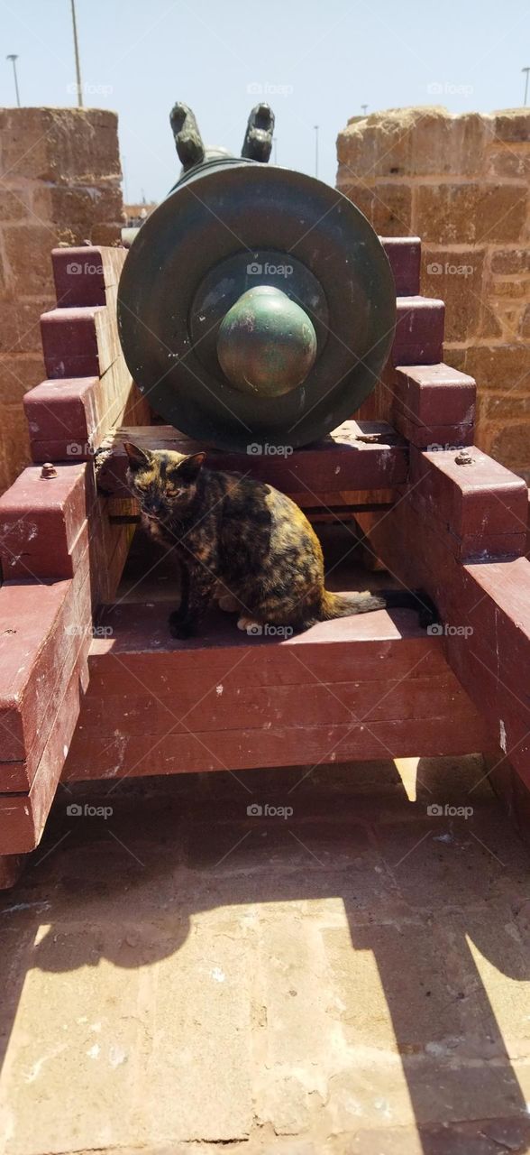 Beautiful cat near the gun