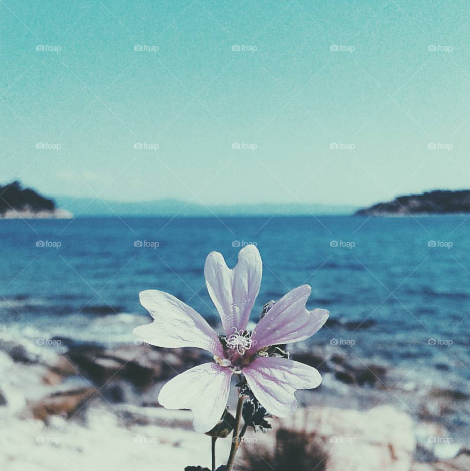 flower on the beach