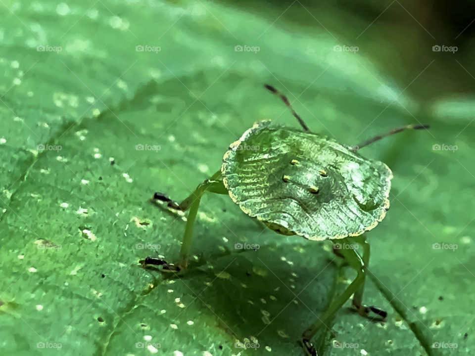 green bug on a leaf 