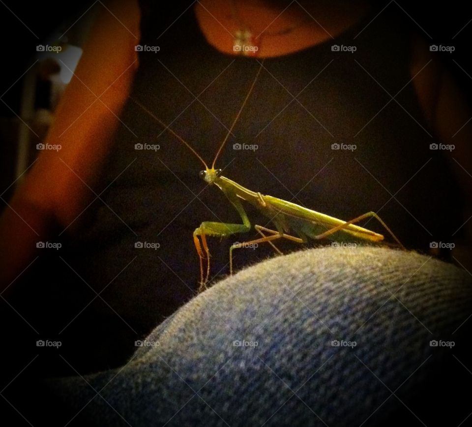 Praying mantis