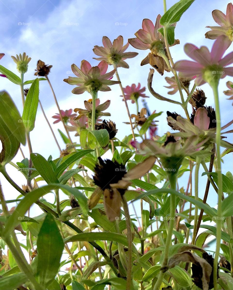 Go green! Plant as many flowers as you can to keep the bees happy!! Upshot of pink daisies 🌸