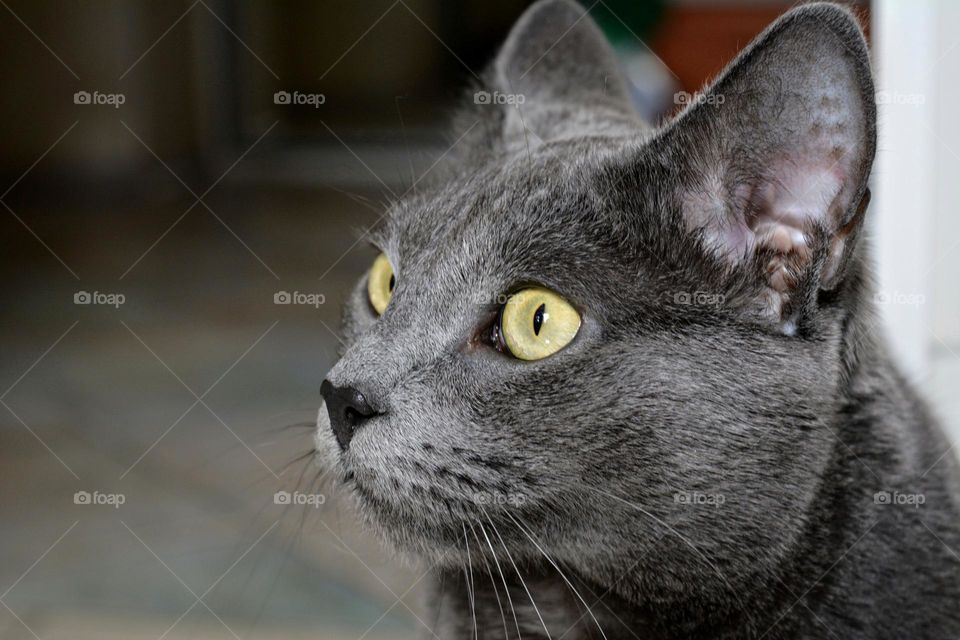 russian blue cat portrait close up home