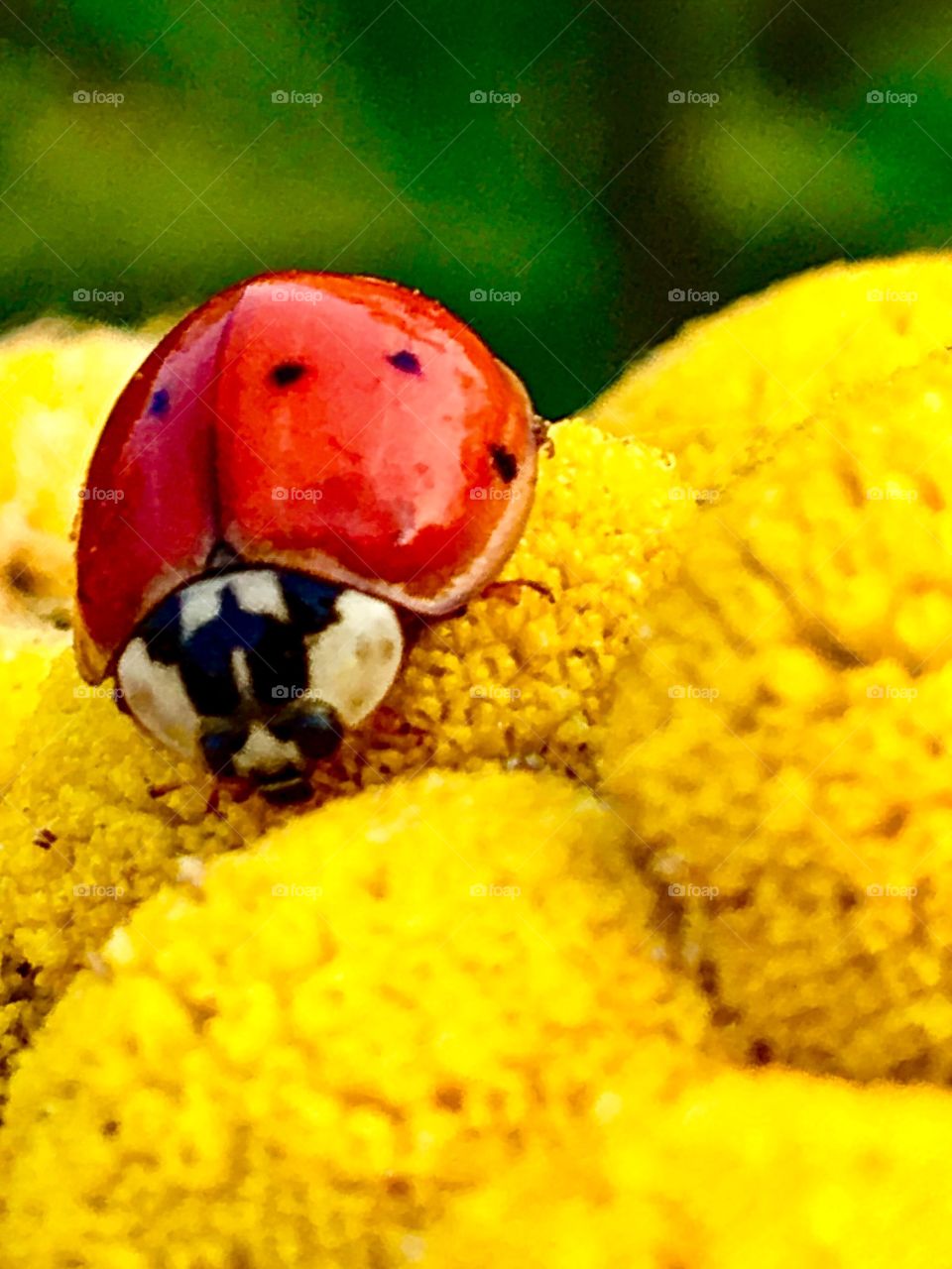 A Ladybug Morning 