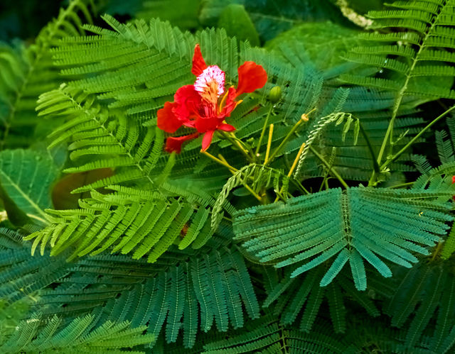 peacock flower - natural beauty