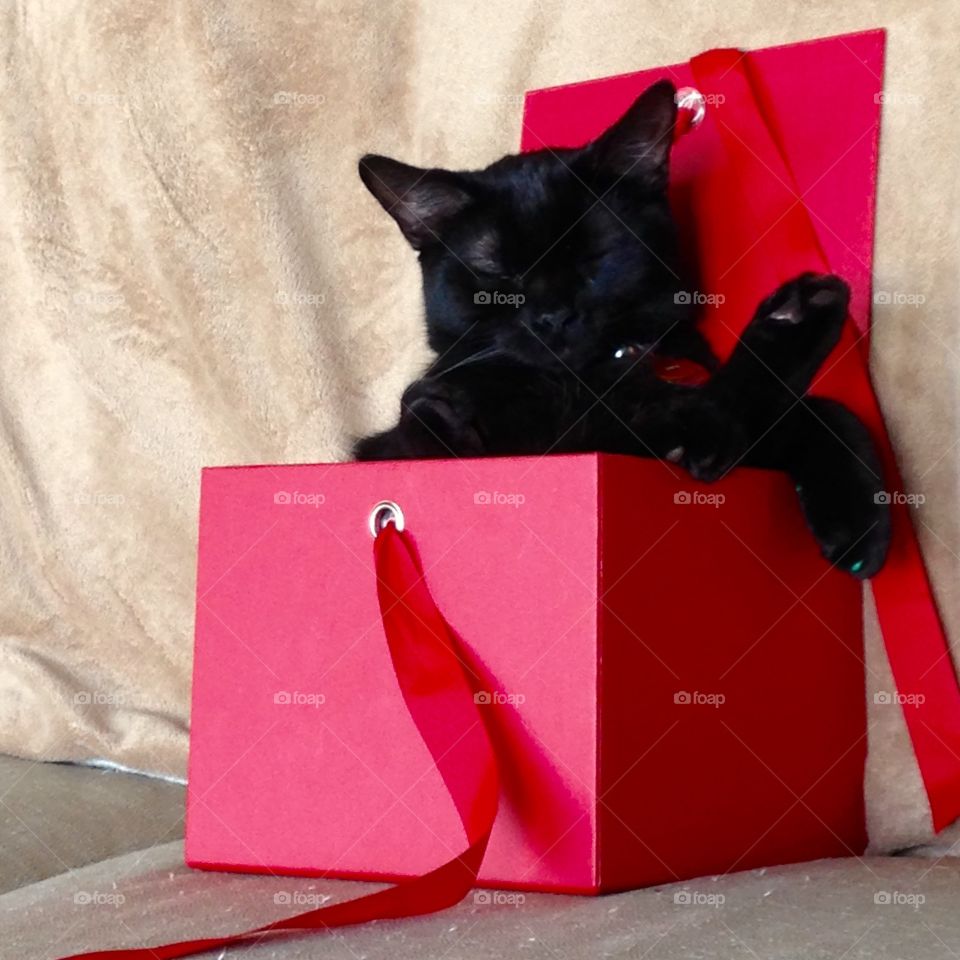 Cat in a box. 
