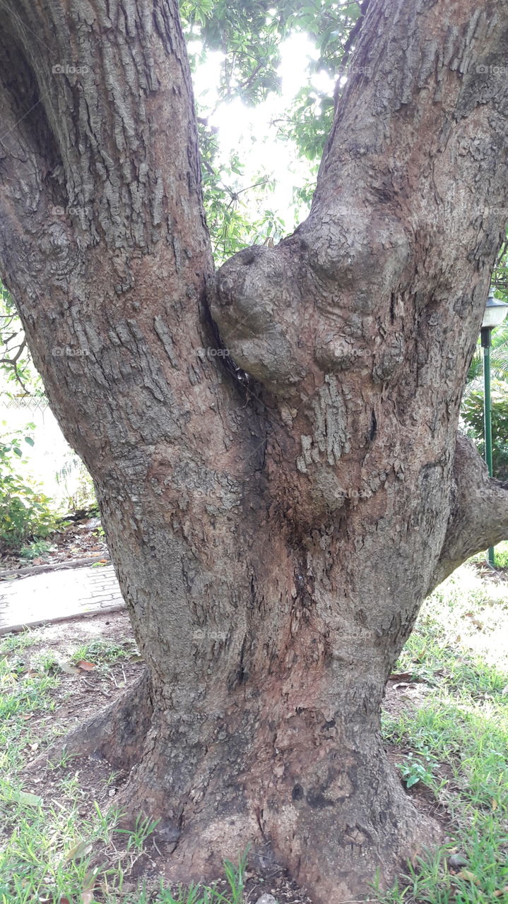 old rusty tree trunk