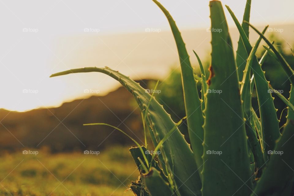 Aloe Vera plant in the forefront and gorgeous Hawaiian sunset in the background. 