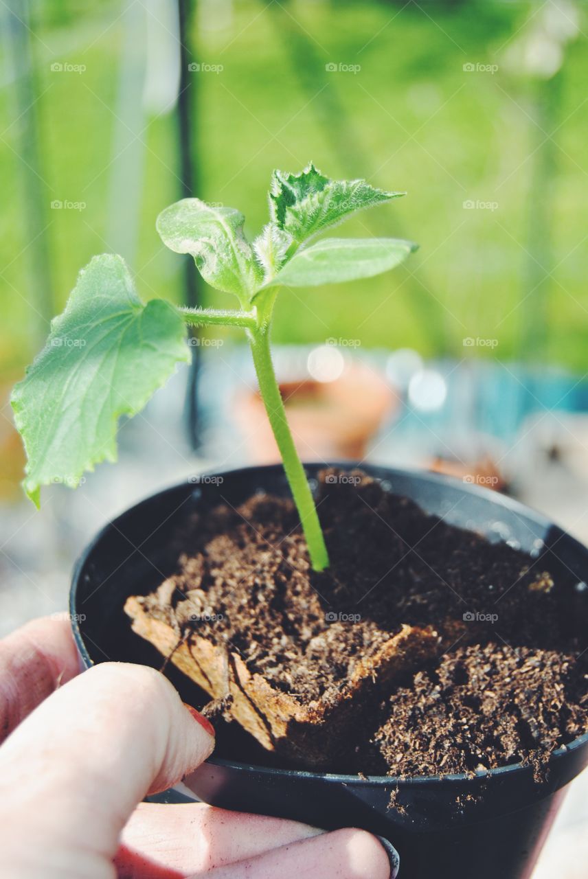 Planting zucchini in a greenhouse