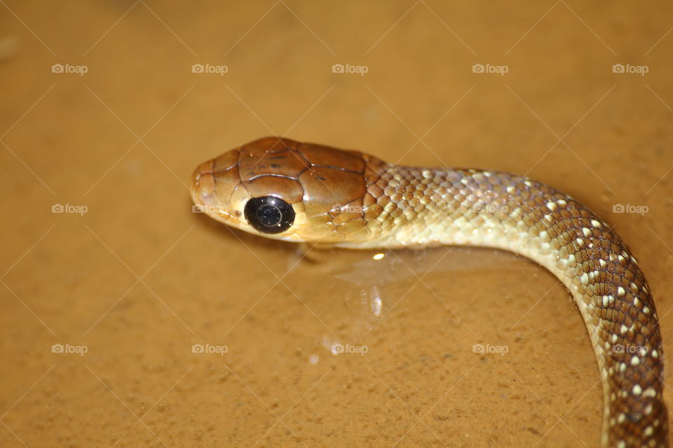 Rat snake. Brown colouring of snake with cycle black eyes to the hard. Camufladeg well colour with the mud to move fast at the water.