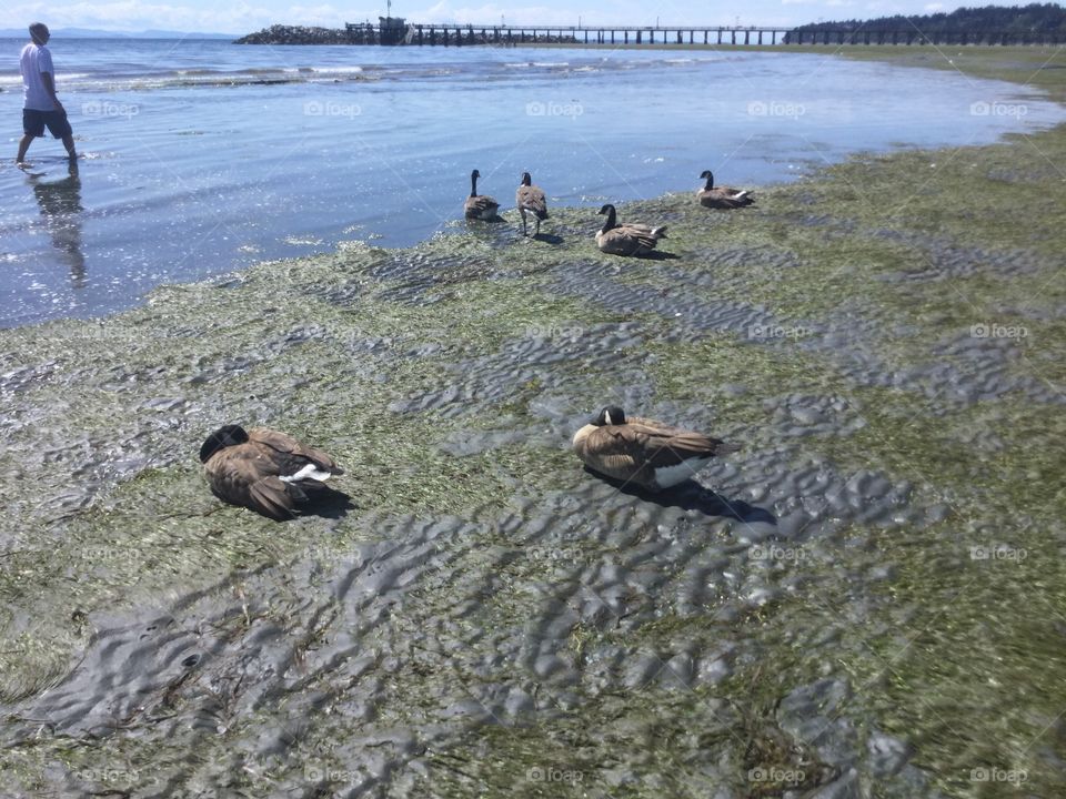 Canadian Geese along the Pacific Ocean 