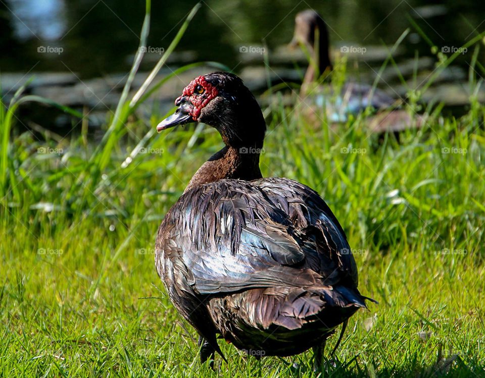 Duck by the pond. Taking a nature walk
