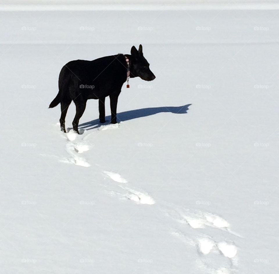 Black on White. My dog is exploring the snow!