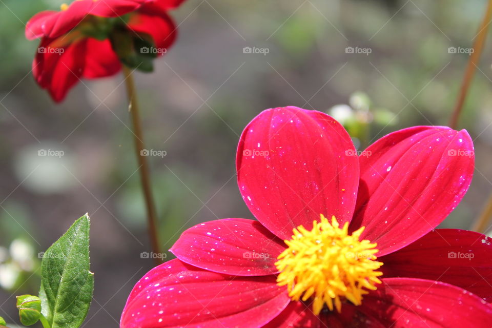 Red dahlia