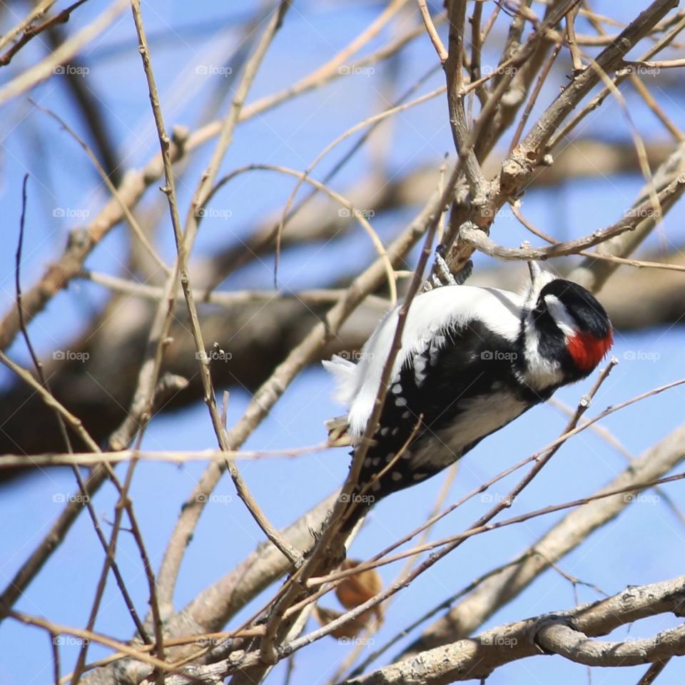 Bird, Nature, No Person, Wildlife, Outdoors