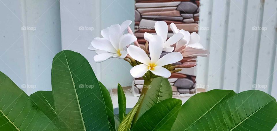 A beautiful flower  image nice looking image