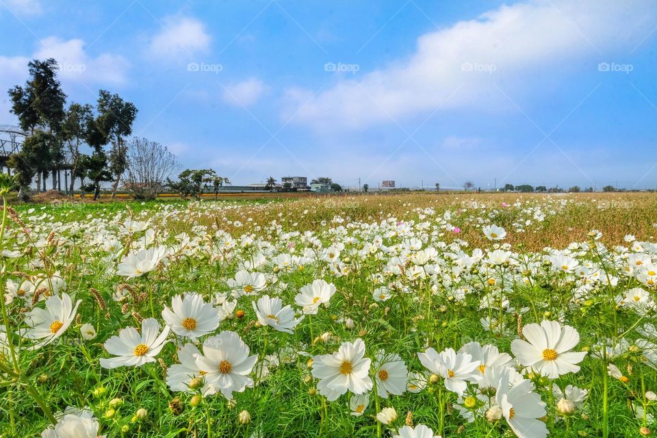 Beautiful flowers garden scenery