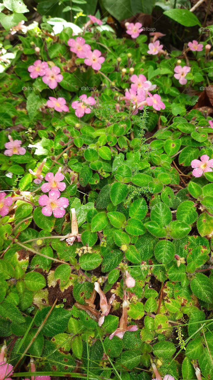 Nice natural flower  carpet in my garden..