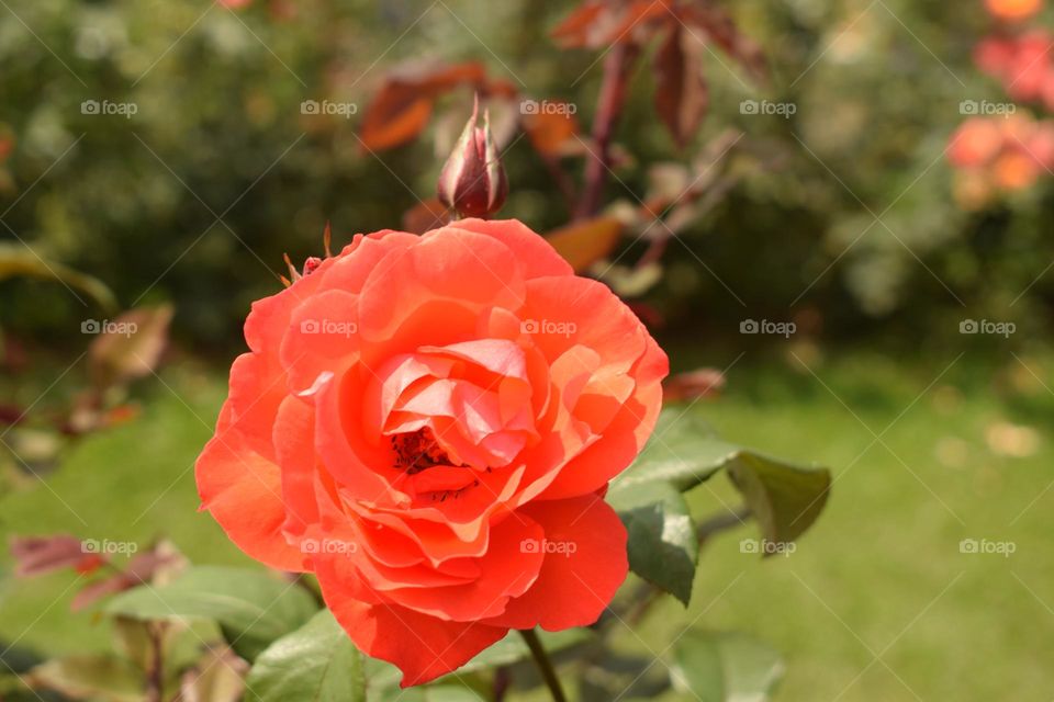 closeup red rose flower garden for  background