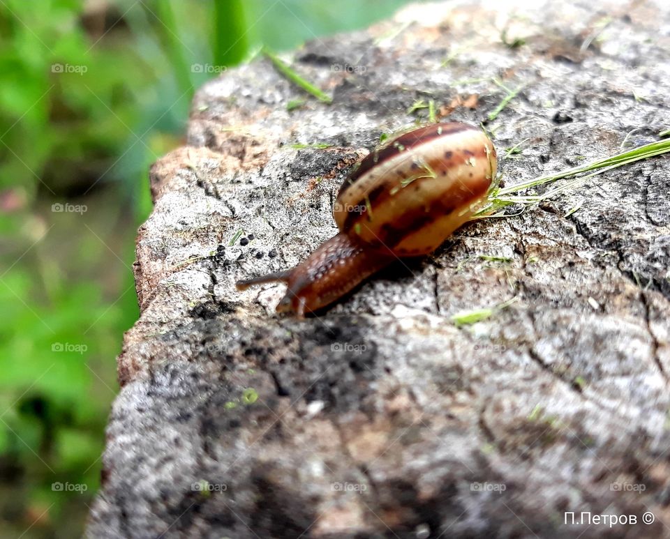 A slug on a walk